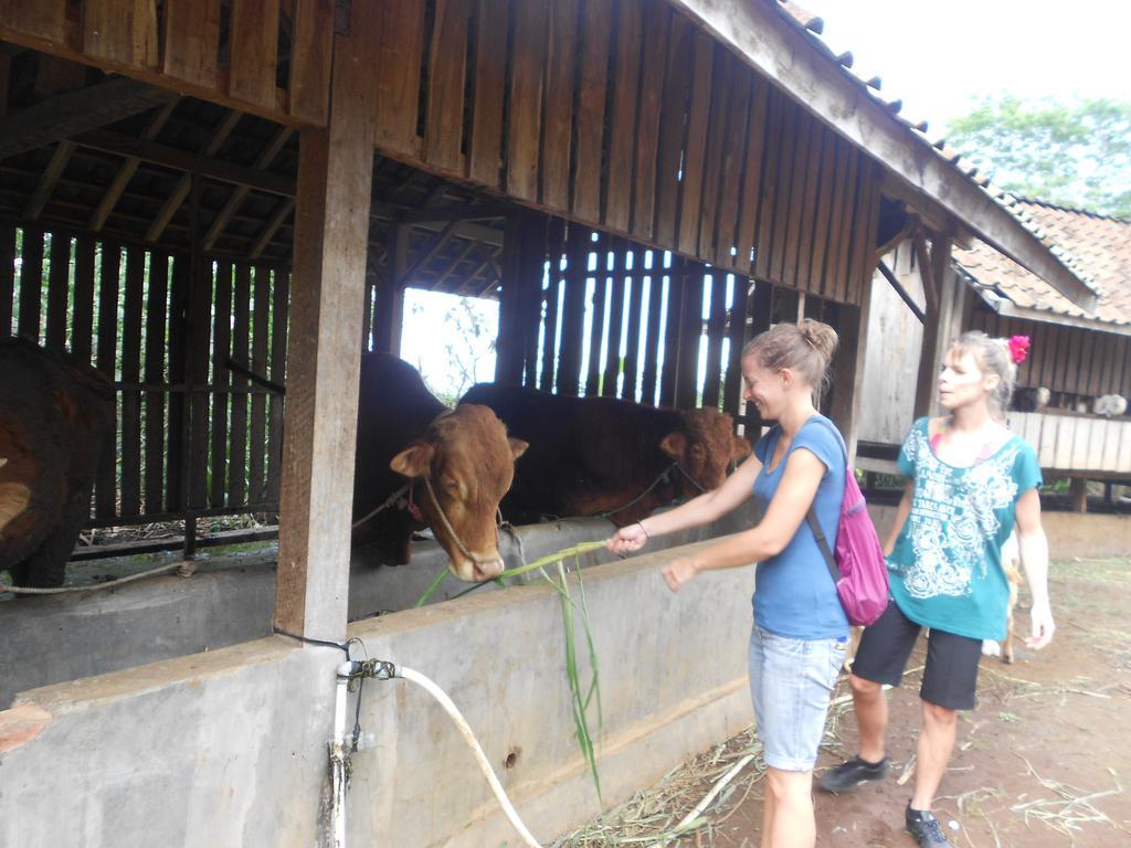 Ijen Bondowoso Home Stay Bagian luar foto